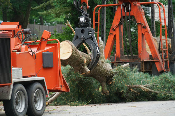 Best Tree Maintenance Programs  in Tallapoosa, GA