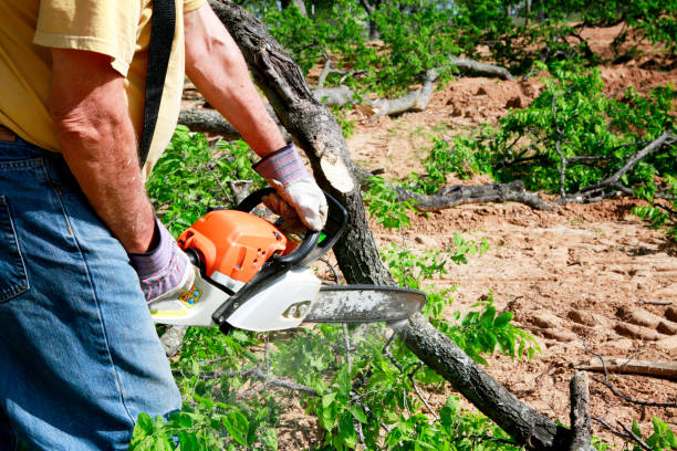 Best Emergency Tree Removal  in Tallapoosa, GA